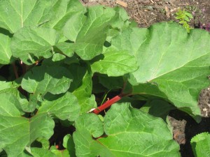 2011_5_Plants